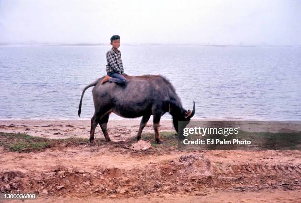 Young boy posing on the back of a water buffalo on the bank of the Perfume River in Hue, Quang Tri Province, Vietnam, on January 14, 1967.