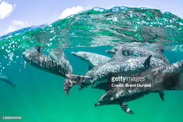 atlantic spotted dolphins (stenella frontalis) in bimini bahamas - atlantic spotted dolphin stock pictures, royalty-free photos & images