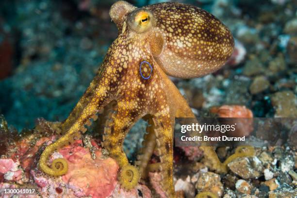 mototi blue ring octopus (octopus mototi) - blue ringed octopus stock pictures, royalty-free photos & images