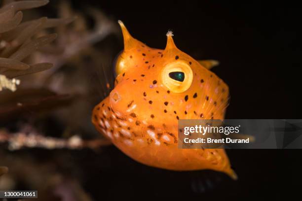 orange juvenile longhorn cowfish (lactoria cornuta) - longhorn cowfish stock pictures, royalty-free photos & images