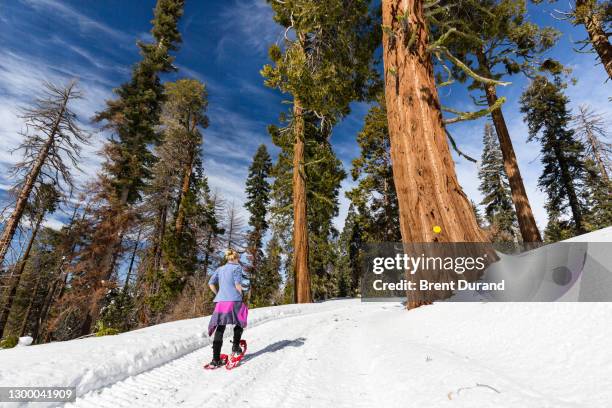 snowshoeing king's canyon national park - kings canyon nationalpark stock-fotos und bilder