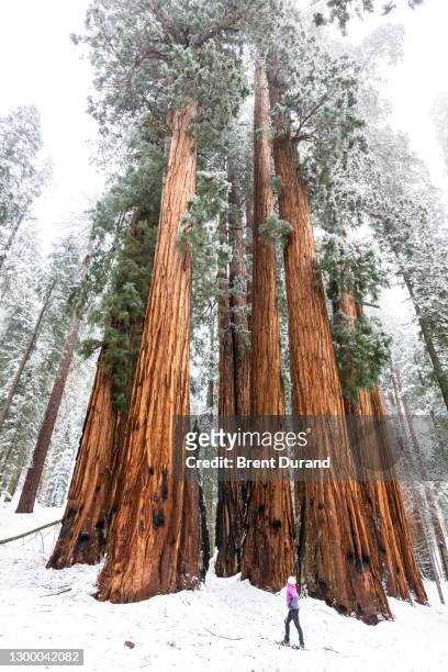 sequoia national park in winter - woman snowshoeing - redwood forest stock pictures, royalty-free photos & images