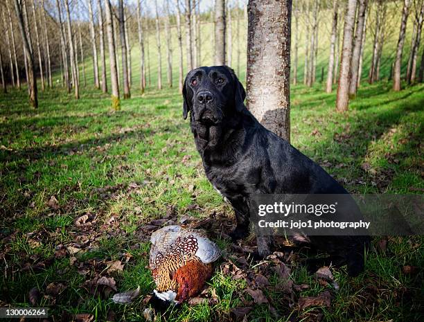 Gun Labrador 61 Birds Black Labrador Stock Photos, High-Res Pictures, and Images ...