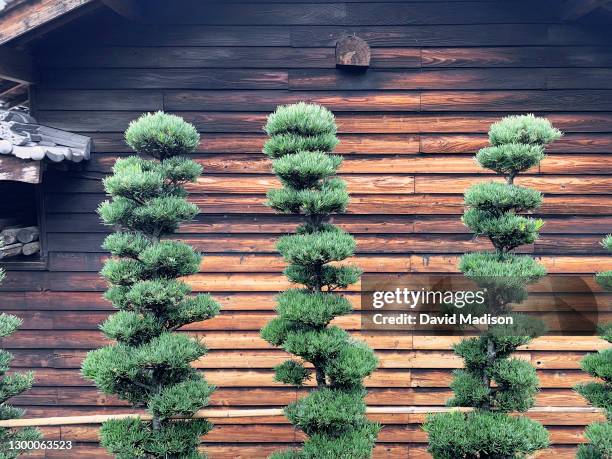 Group of pines pruned in cloud style stands outside a house along the route to Sankaku-ji, Temple 65 of the Shikoku 88 Buddhist temple pilgrimage, on...