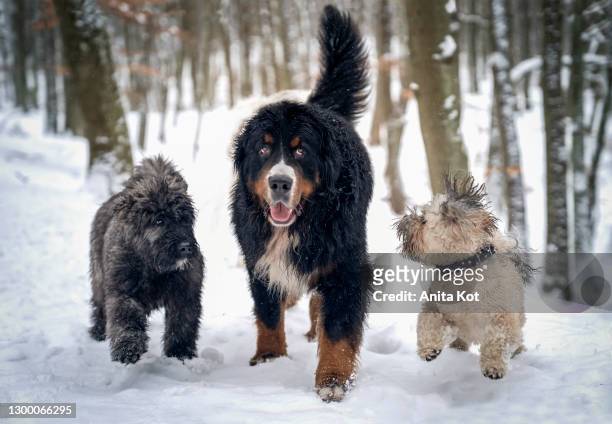 three dogs during a winter walk - lhasa apso fotografías e imágenes de stock