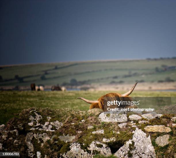 highland cow - bodmin moor stock pictures, royalty-free photos & images