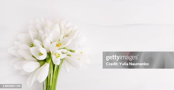 first spring flowers on white background - flowers white background stock pictures, royalty-free photos & images