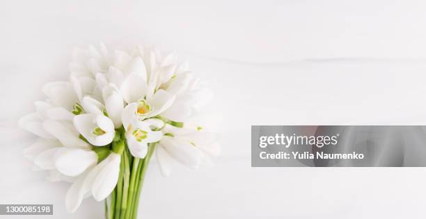 first spring flowers on white background - primrose lilac stock pictures, royalty-free photos & images