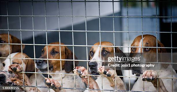 hounds - pure bred dog stock pictures, royalty-free photos & images