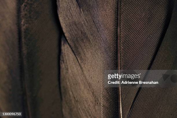 black feathers, close-up - feather texture stock pictures, royalty-free photos & images