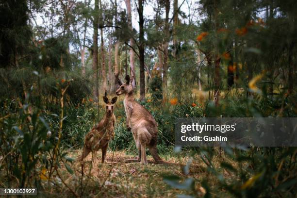 mother kangaroo feeding a joey from the pouch in the bush - bush stock pictures, royalty-free photos & images