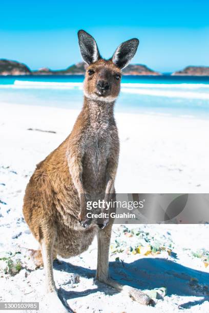 kangaroo portrait on a white sand beach in esperance - kangaroo on beach foto e immagini stock