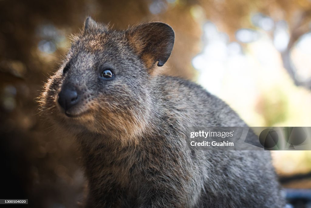 Quokka portrait in rottnest island, western australia