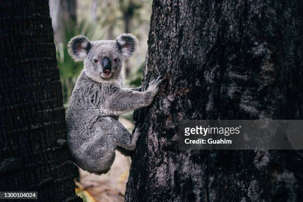 koala portrait hanging between two trees - koala foto e immagini stock