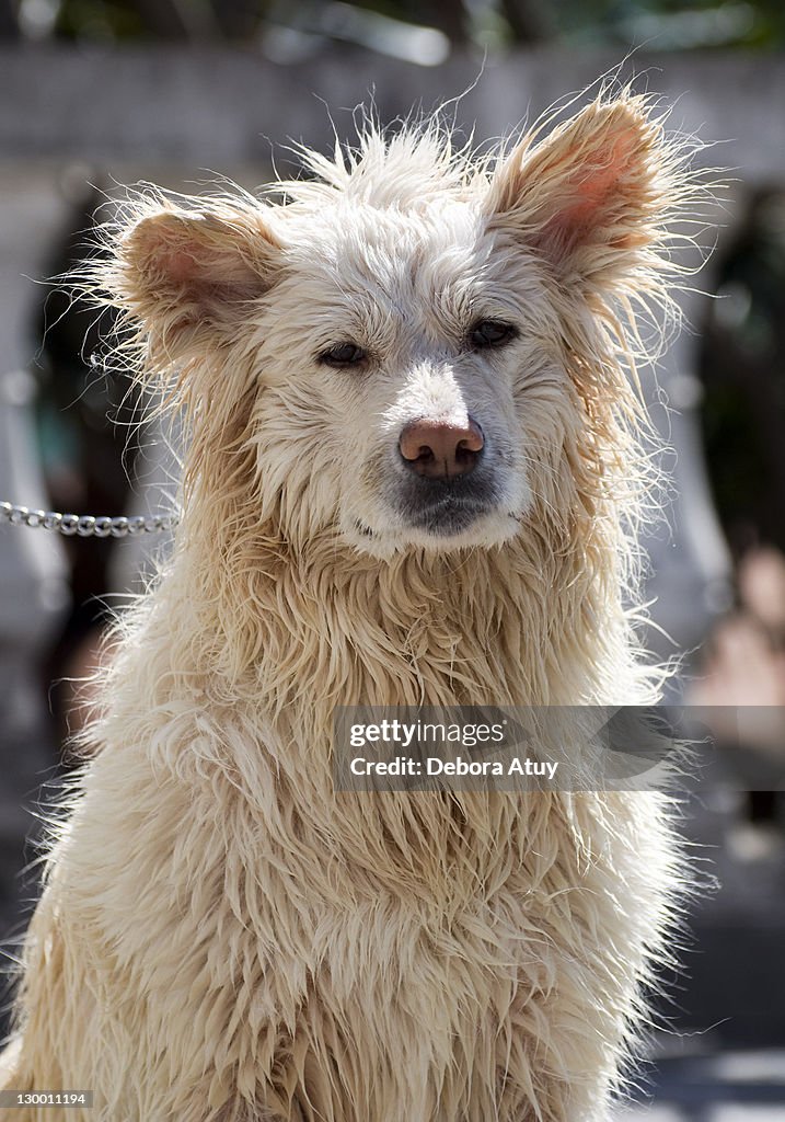 Wet dog