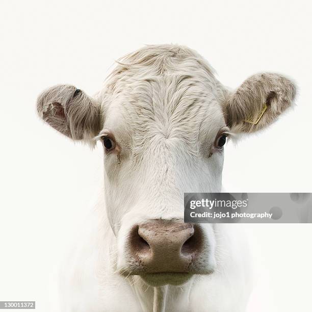 white cow - koe stockfoto's en -beelden