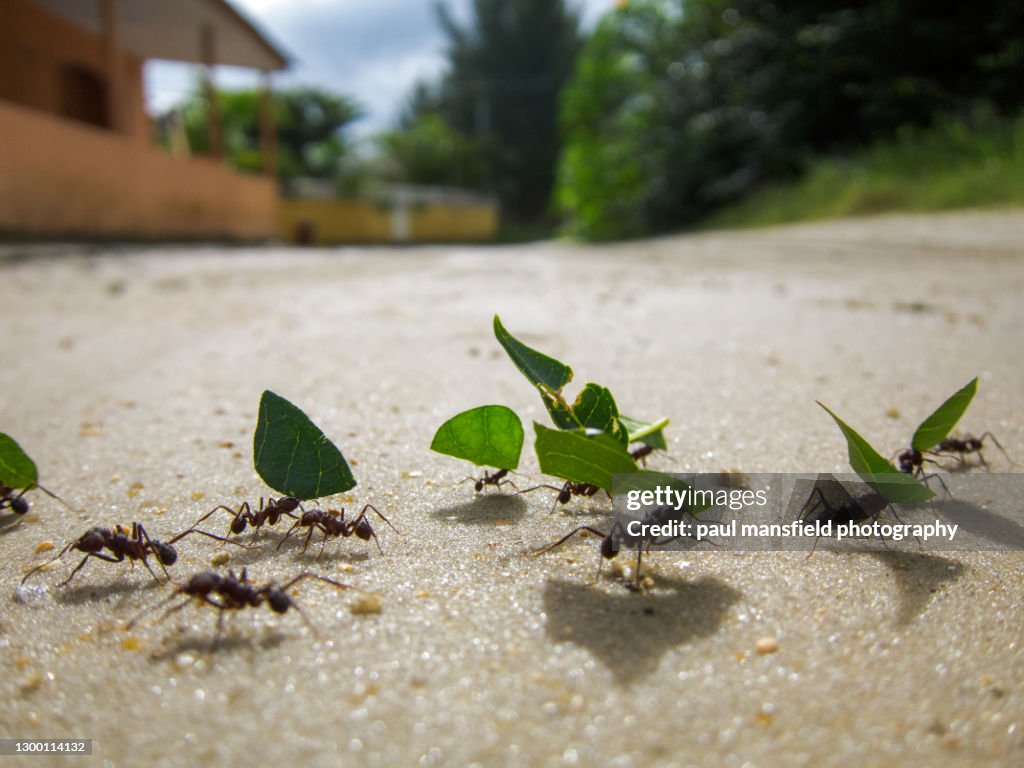 Ants carrying leaves
