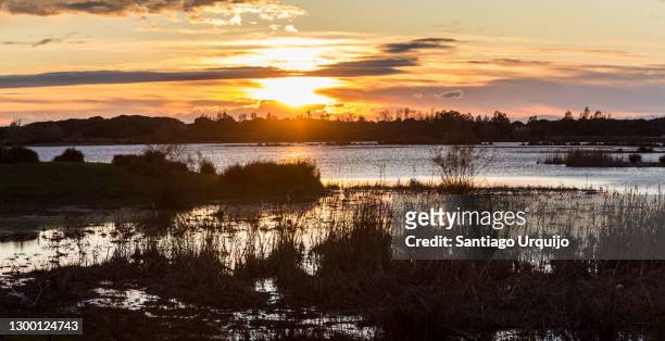 marsh at sunset in doñana national park - nationaal park donana stockfoto's en -beelden