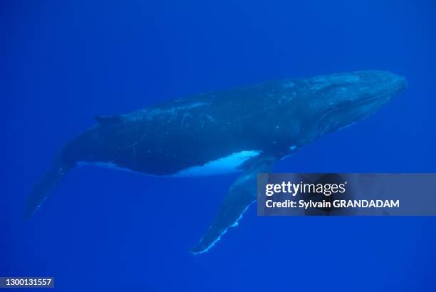 Baleine à bosse , île de Rurutu, Polynésie rrançaise, archipel des Australes, océan Pacifique, 2009.