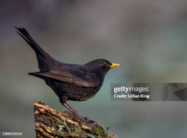 blackbird male - blackbird stock pictures, royalty-free photos & images