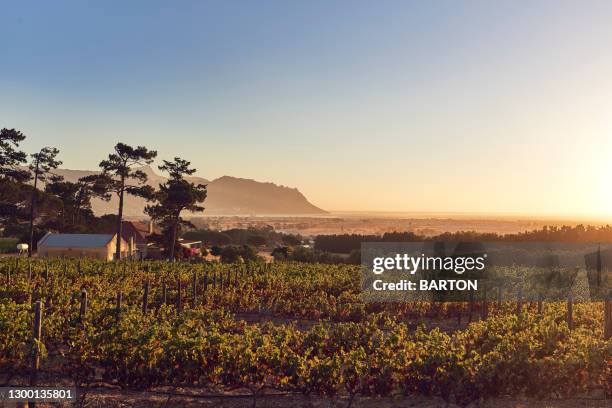 vineyards in the western cape at sunset - gordon's bay and somerset west in distance - stellenbosch ストックフォトと画像