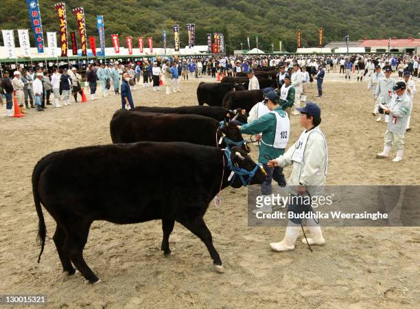 Cows and bulls are lineup for competition of select to champion of Kobe cow during the 93rd Hyogo Prefecture Livestock Industry Promoting Event on...
