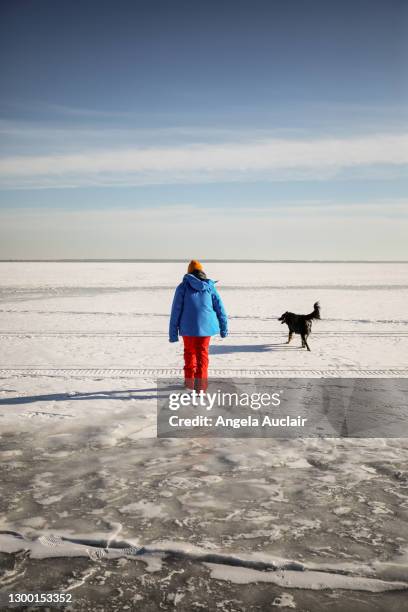 boy on winter lake with dogs - quebec icy trail stock pictures, royalty-free photos & images