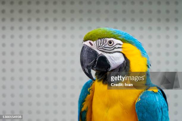 close-up of parrot against white background - blue and yellow macaws stock-fotos und bilder