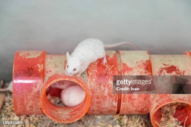 white research mice, mouse - white footed mouse stockfoto's en -beelden