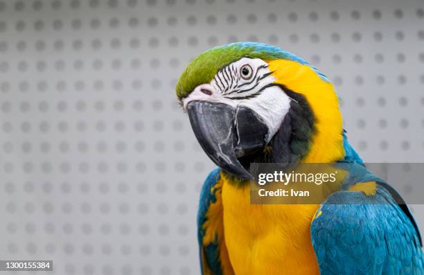 close-up of parrot against white background - ara stock pictures, royalty-free photos & images