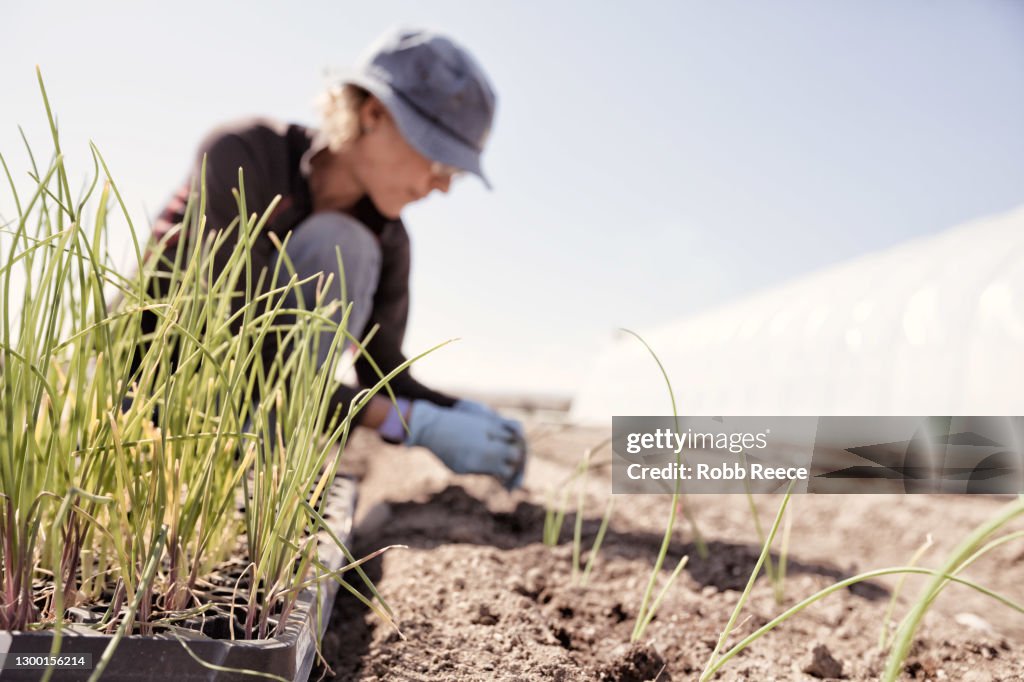 A Woman Planting Crops On An Organic Farm