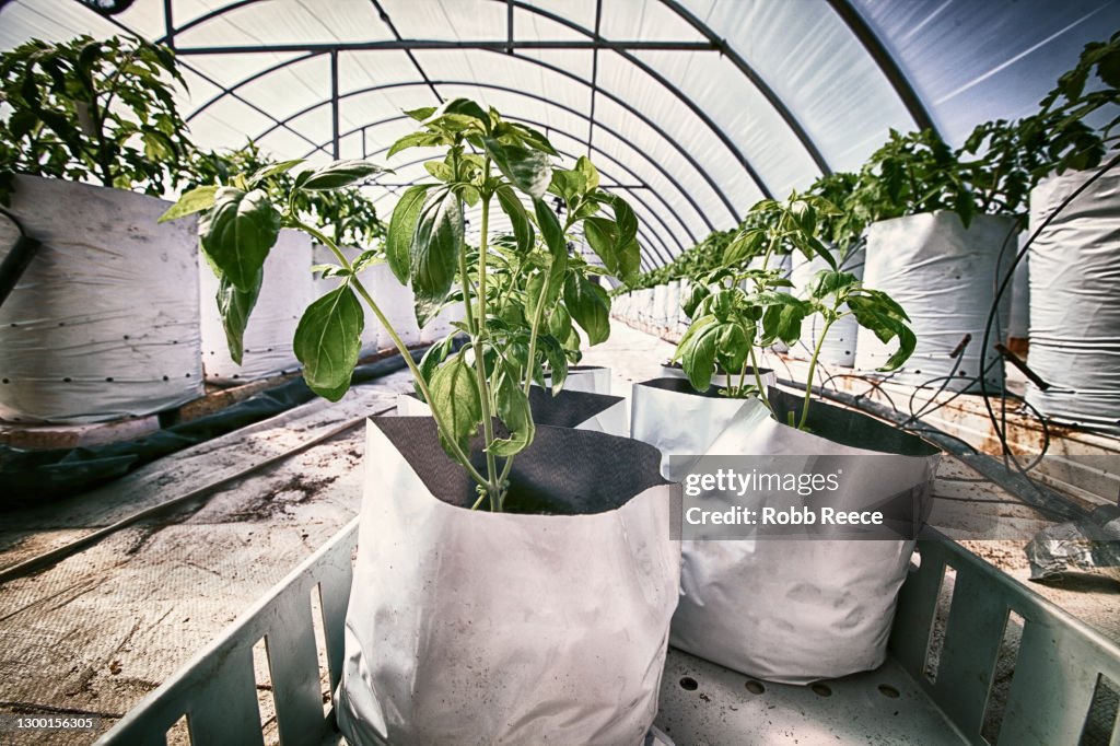 Greenhouse with crops on an Organic Farm