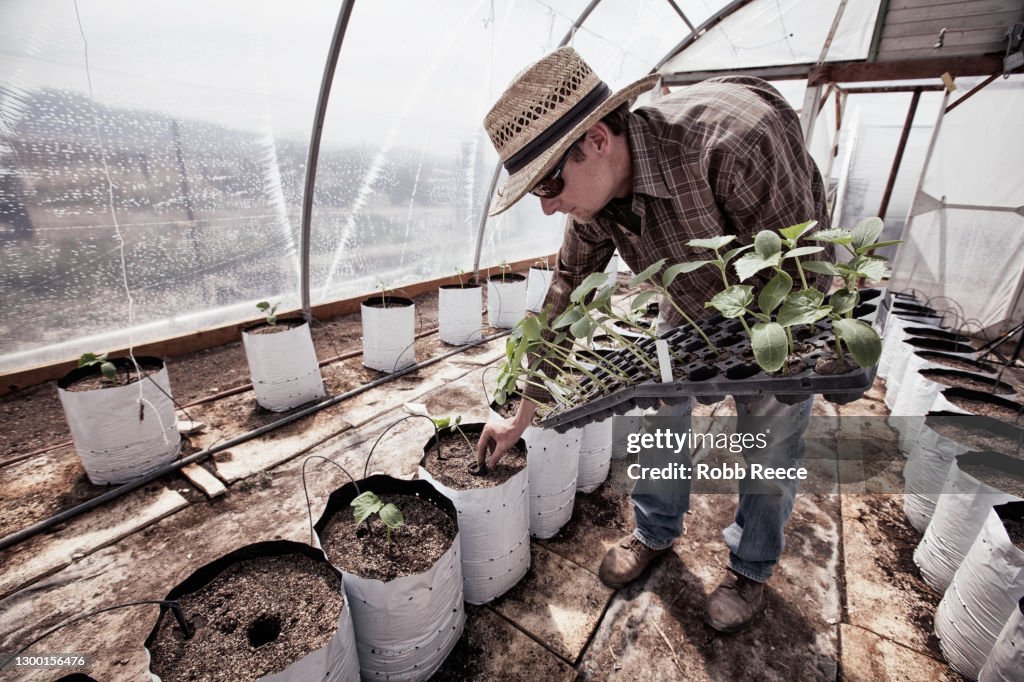 Man Planting Crops On An Organic Farm