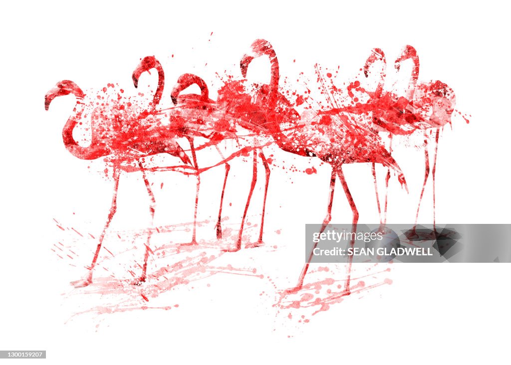 Flamingos illustration