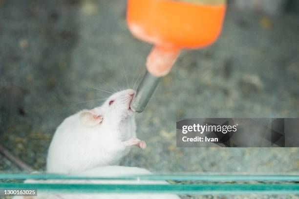 white research mice, mouse - peromyscus leucopus imagens e fotografias de stock