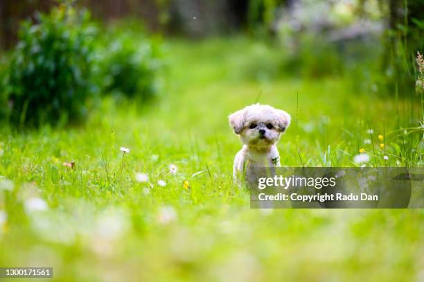 tiny little dog - yorkshire terrier playing stock pictures, royalty-free photos & images
