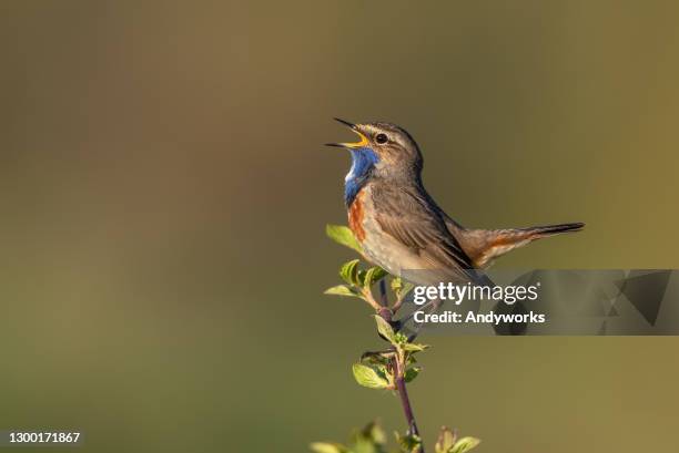 zingende mannelijke bluethroat - luscinia svecica stockfoto's en -beelden