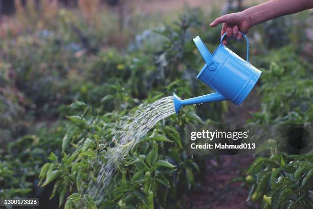 watering on plant - watering can stock pictures, royalty-free photos & images