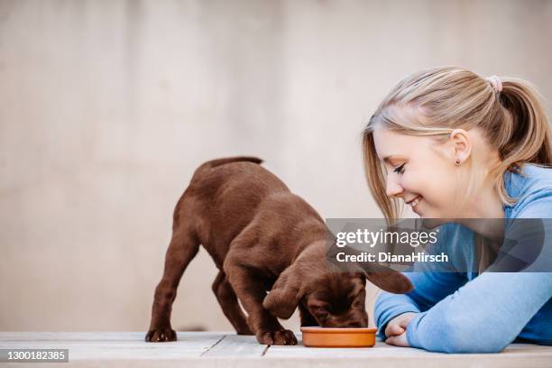 teenager girl looking to her eating brown labrador puppy - labrador puppy stock pictures, royalty-free photos & images
