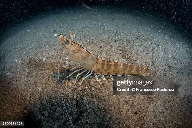 gambero mazzancolla - shrimp animal stock pictures, royalty-free photos & images