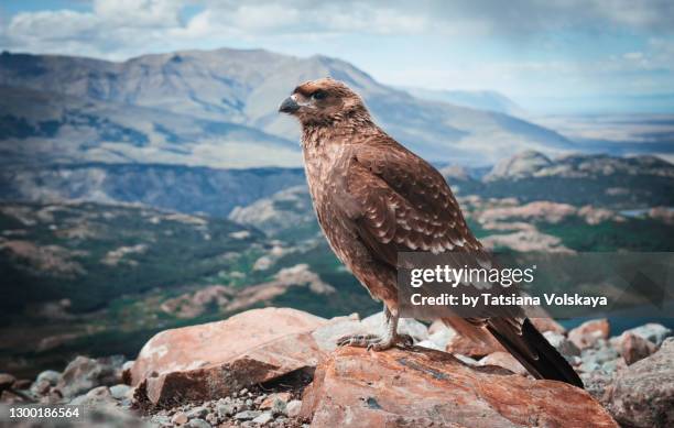 bird on the stone in the mountains - anden stock-fotos und bilder