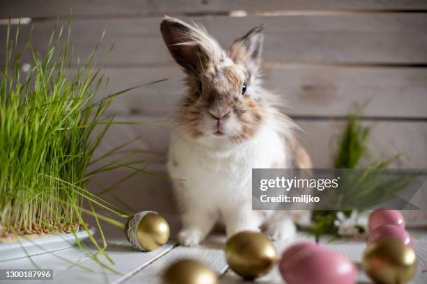 osterhase mit eiern und dekoration - osterhase stock-fotos und bilder