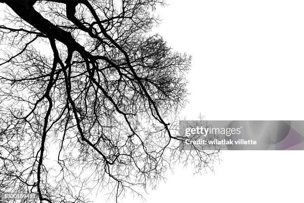 dead tree isolated with white background. - blak and white leaves stock pictures, royalty-free photos & images