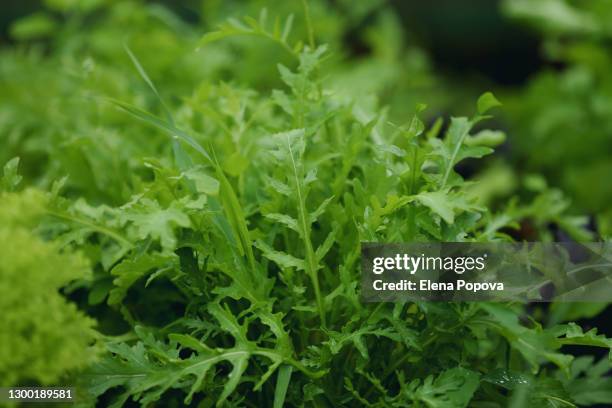 fresh green rucola growing in the garden - rucola foto e immagini stock