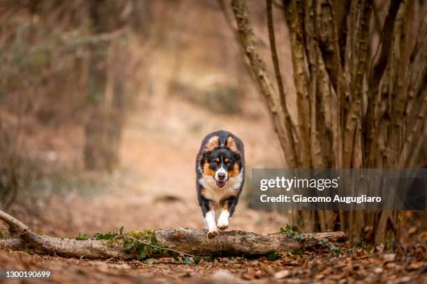 australian shepherd dog overriding a trunk in a forest, lecco, lombardy, italy - australian shepherd stock-fotos und bilder