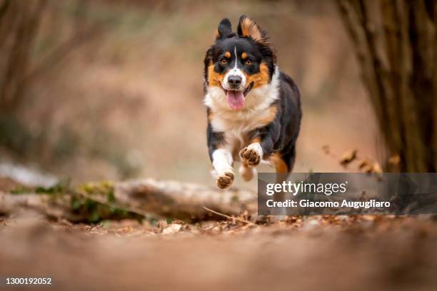australian shepherd dog running with its tongue out, lecco, lombardy, italy - アクション映画 ストックフォトと画像