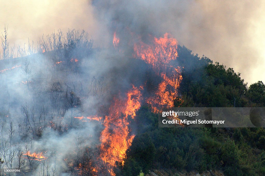 Fire in forest