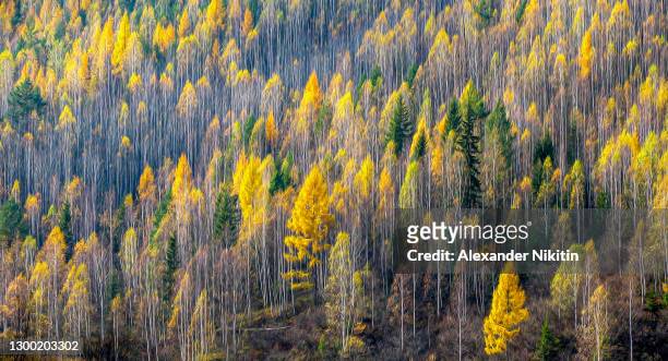 golden autumn - russia oil stock pictures, royalty-free photos & images