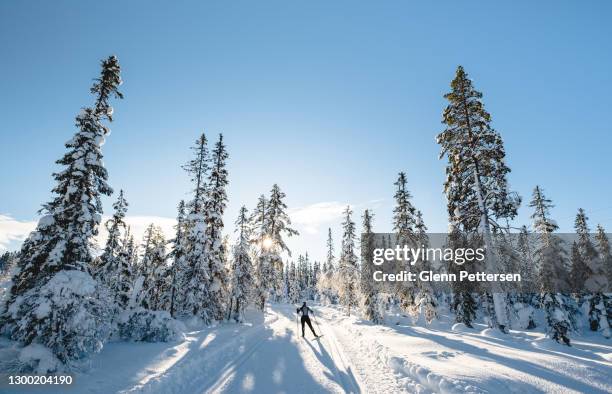 挪威女子越野滑雪 - 越野滑雪 個照片及圖片檔
