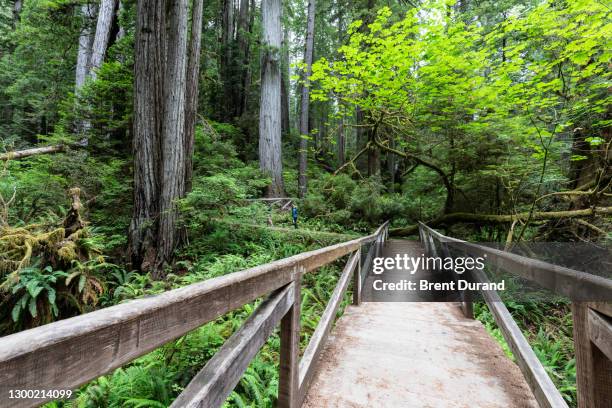 bridge in prairie creek redwoods state park - prairie creek state park stock pictures, royalty-free photos & images